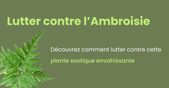 L'ambroisie : une espèce exotique envahissante à surveiller de près