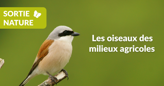 Sortie nature à Sainte-Reine