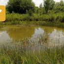 Sortie nature à Gray – À la découverte des mares et prairies alluviales