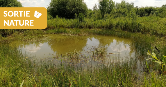 Sortie nature à Gray – À la découverte des mares et prairies alluviales