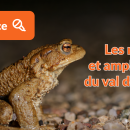 Conférence herpétofaune