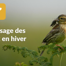 Sortie nature - Nourrissage des oiseaux en hiver