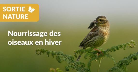 Sortie nature - Nourrissage des oiseaux en hiver