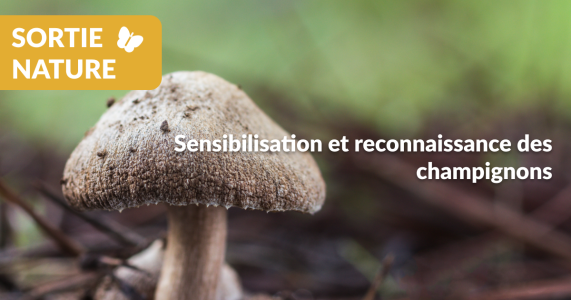 Sensibilisation et reconnaissance des champignons