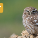 Sortie Nature : Chouette chevêche, qui es-tu ?