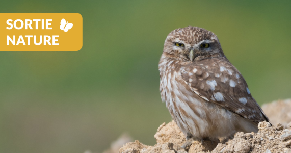 Sortie Nature : Chouette chevêche, qui es-tu ?